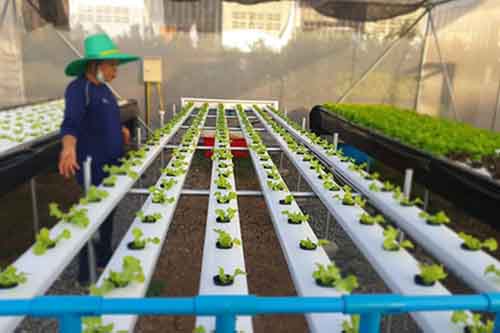 “แอร์วาฟาร์ม” อาณาจักรสวนผักปลอดสารพิษ จำหน่าย-ปลูกผักตามออร์เดอร์